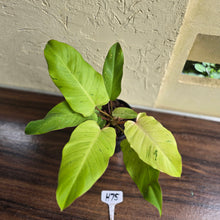 Load image into Gallery viewer, #H75 Philodendron Snowdrift