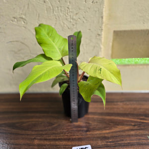 #H75 Philodendron Snowdrift