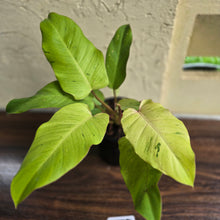 Load image into Gallery viewer, #H75 Philodendron Snowdrift