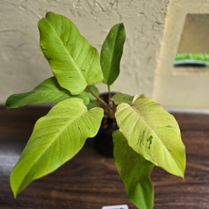 #H75 Philodendron Snowdrift
