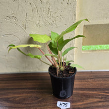 Load image into Gallery viewer, #H75 Philodendron Snowdrift