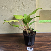 Load image into Gallery viewer, #H75 Philodendron Snowdrift