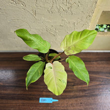 Load image into Gallery viewer, #B80 Philodendron Snowdrift