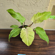 Load image into Gallery viewer, #B80 Philodendron Snowdrift