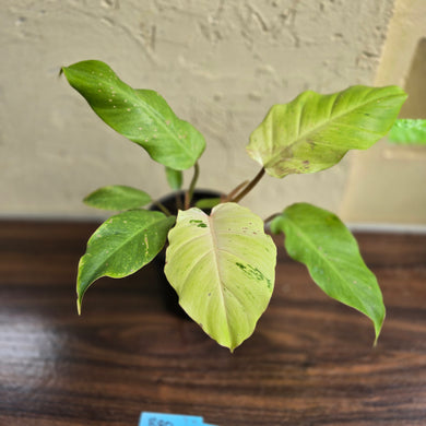 #B80 Philodendron Snowdrift