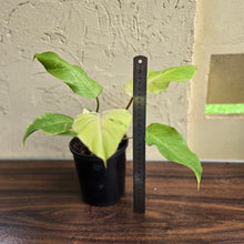 Load image into Gallery viewer, #B80 Philodendron Snowdrift