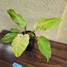 Load image into Gallery viewer, #B80 Philodendron Snowdrift