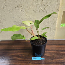 Load image into Gallery viewer, #B80 Philodendron Snowdrift