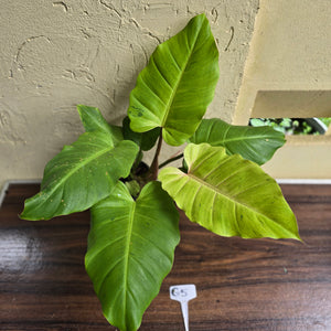 #G5 Philodendron Snowdrift