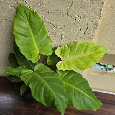 #G5 Philodendron Snowdrift