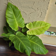 Load image into Gallery viewer, #G5 Philodendron Snowdrift
