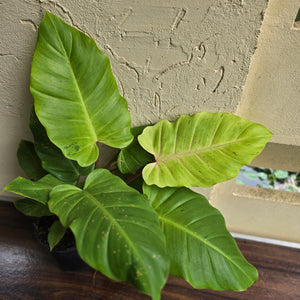 #G5 Philodendron Snowdrift