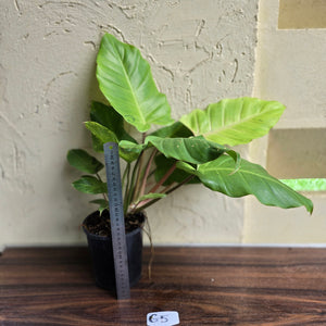 #G5 Philodendron Snowdrift