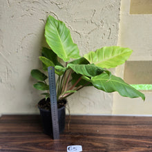 Load image into Gallery viewer, #G5 Philodendron Snowdrift