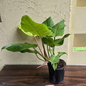 #G5 Philodendron Snowdrift