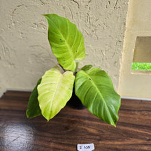 Load image into Gallery viewer, #i105 Philodendron Snowdrift