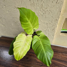Load image into Gallery viewer, #i105 Philodendron Snowdrift