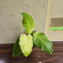 Load image into Gallery viewer, #i105 Philodendron Snowdrift