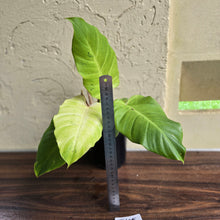 Load image into Gallery viewer, #i105 Philodendron Snowdrift