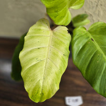 Load image into Gallery viewer, #i105 Philodendron Snowdrift