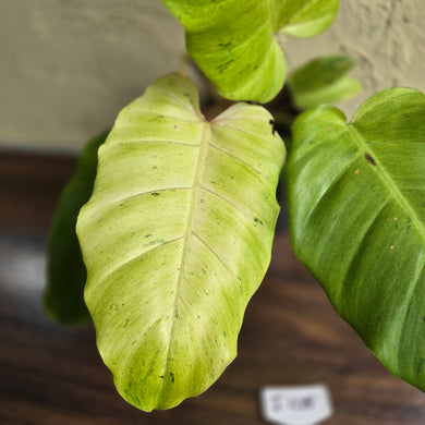 #i105 Philodendron Snowdrift