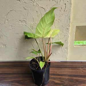 #i105 Philodendron Snowdrift