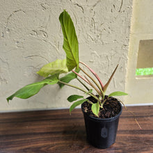 Load image into Gallery viewer, #i105 Philodendron Snowdrift