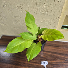 Load image into Gallery viewer, #G29 Philodendron Snowdrift