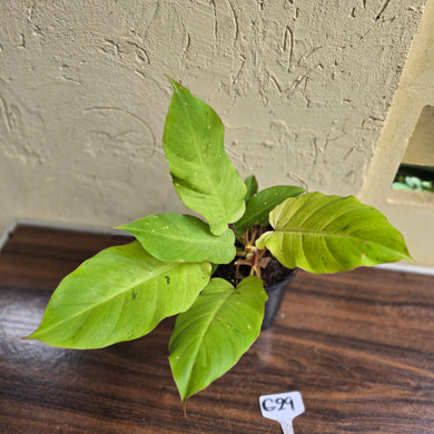 #G29 Philodendron Snowdrift