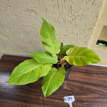Load image into Gallery viewer, #G29 Philodendron Snowdrift