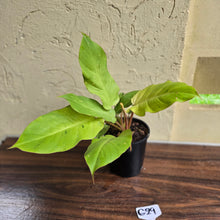 Load image into Gallery viewer, #G29 Philodendron Snowdrift