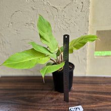 Load image into Gallery viewer, #G29 Philodendron Snowdrift