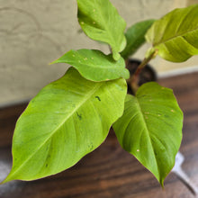 Load image into Gallery viewer, #G29 Philodendron Snowdrift