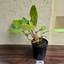 Load image into Gallery viewer, #G29 Philodendron Snowdrift
