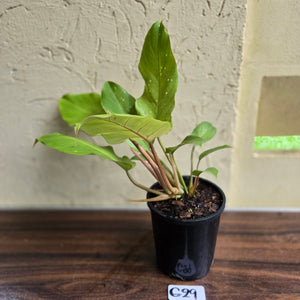 #G29 Philodendron Snowdrift