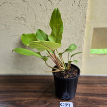 Load image into Gallery viewer, #G29 Philodendron Snowdrift
