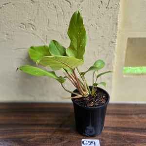 #G29 Philodendron Snowdrift