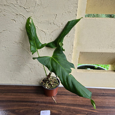 #M7 Anthurium Truncicola x Dark Night