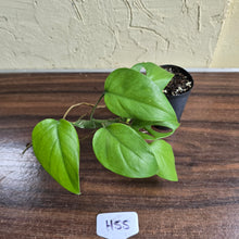 Load image into Gallery viewer, #H55 Rhaphidophora Pertusa