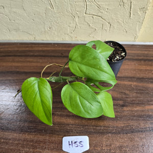 #H55 Rhaphidophora Pertusa