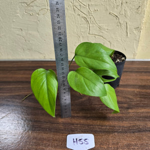 #H55 Rhaphidophora Pertusa