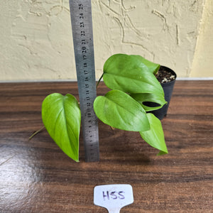 #H55 Rhaphidophora Pertusa