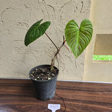 Load image into Gallery viewer, #H47 Philodendron Majestic