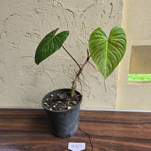 #H47 Philodendron Majestic
