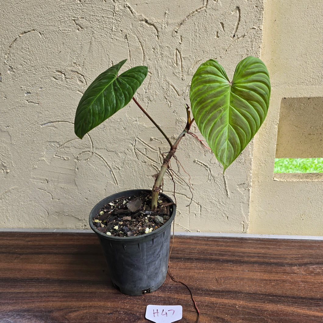 #H47 Philodendron Majestic