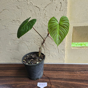 #H47 Philodendron Majestic