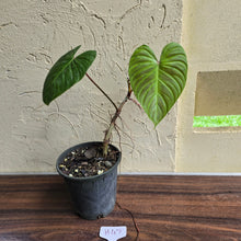 Load image into Gallery viewer, #H47 Philodendron Majestic