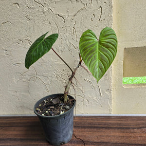 #H47 Philodendron Majestic