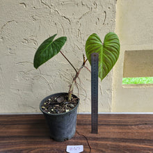 Load image into Gallery viewer, #H47 Philodendron Majestic