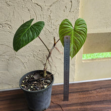 Load image into Gallery viewer, #H47 Philodendron Majestic